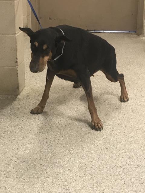 Photo of A432809, adoptable senior Doberman Pinscher in Conroe, Texas