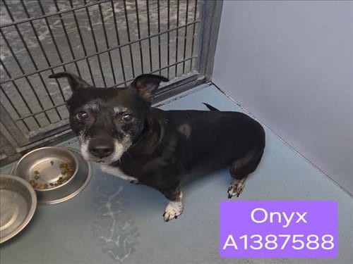 Photo of Onyx, adoptable senior Collie in Houston, Texas
