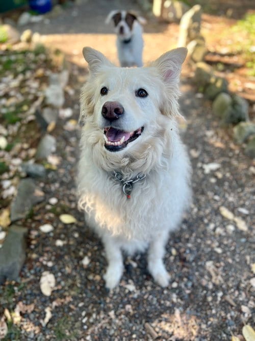 Photo of Louie the Great, adoptable senior Great Pyrenees in Seattle, Washington