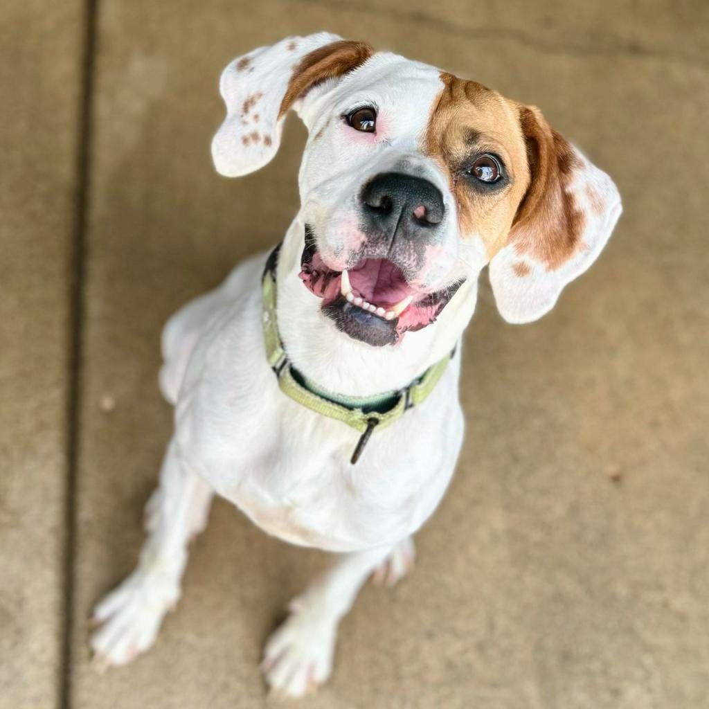Photo of Ears OFFICE, adoptable senior Boxer / Mixed Breed (Large) in Union, Missouri