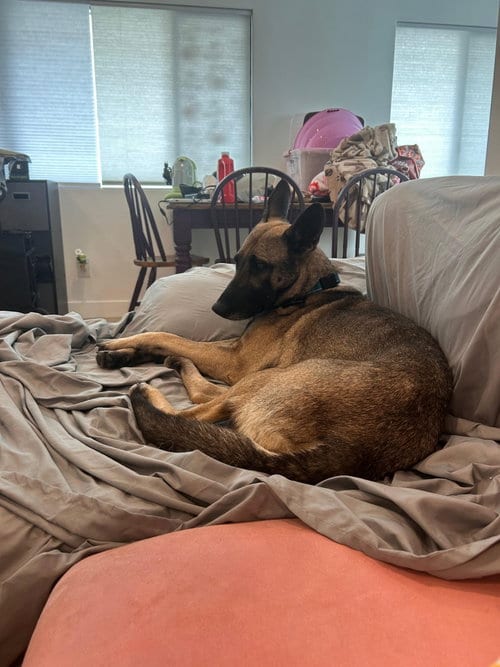 Photo of Honey Roo, adoptable senior Belgian Shepherd Malinois in ROSEVILLE, California