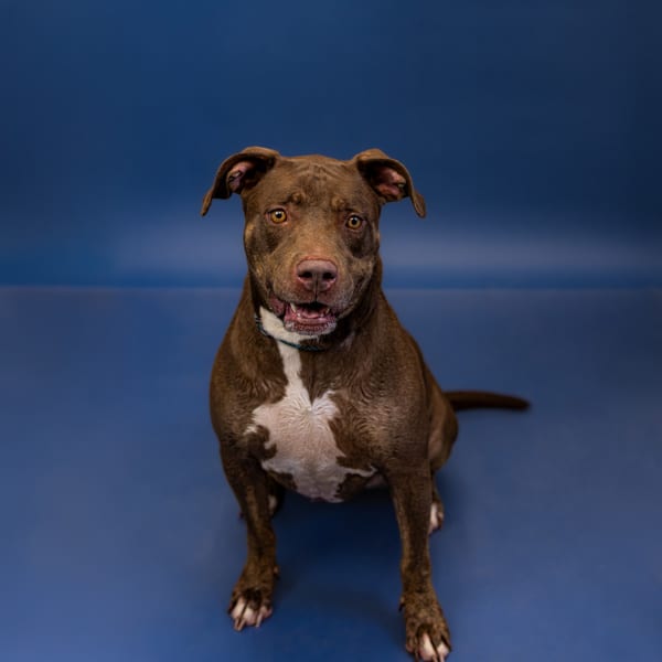 Photo of Ester, adoptable senior Pit Bull cross in Lawrenceville, Georgia