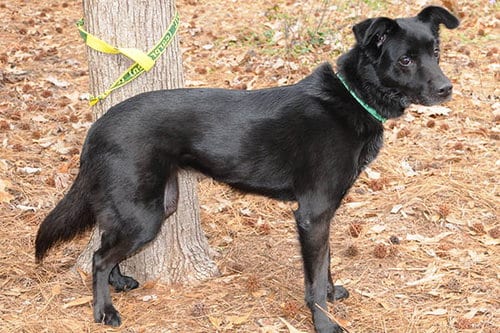 Photo of Nyla, adoptable senior Spaniel in Lake Wylie, South Carolina