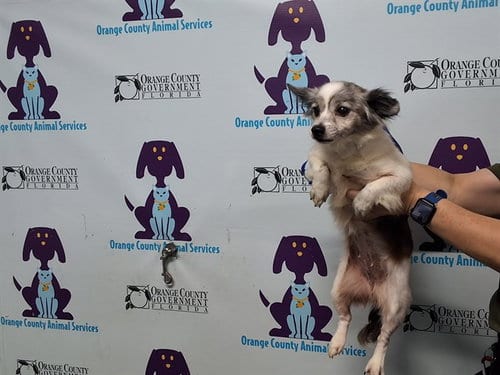 Photo of Elsie, adoptable senior Chihuahua in Orlando, Florida
