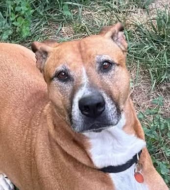 Photo of Tippy, adoptable senior Boxer in Tabernash, Colorado