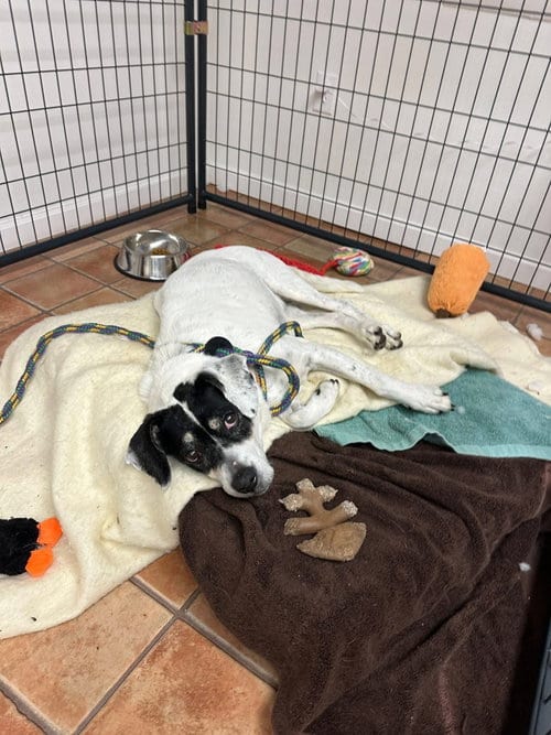 Photo of Bunny Athens, adoptable senior Beagle in Rockaway, New Jersey