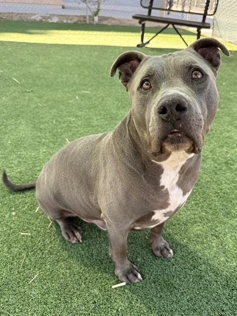 Photo of Ryder, adoptable senior Pit Bull Terrier in Castaic, California