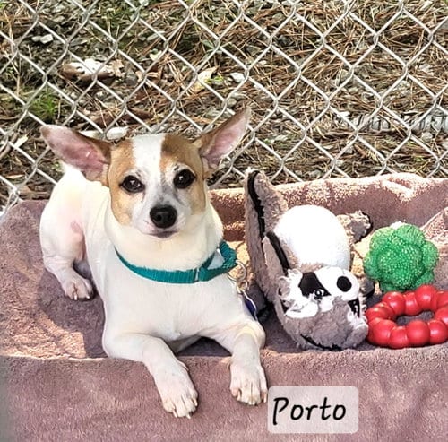 Photo of Porto, adoptable senior Jack Russell Terrier in Ellijay, Georgia
