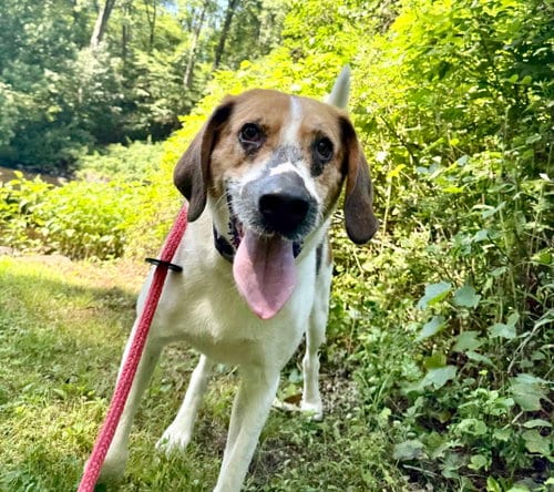 Duke, adoptable senior Treeing Walker Coonhound in Chester, NJ