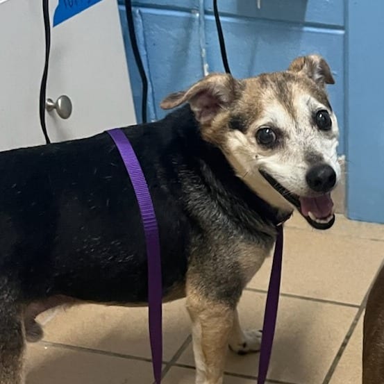 Photo of Jack, adoptable senior Chihuahua / Mix in Fort Pierce, Florida