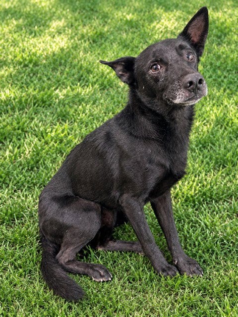 Photo of Gareth, adoptable senior German Shepherd Dog in Lancaster, California