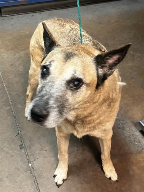 Photo of Lohan, adoptable senior Mixed Breed