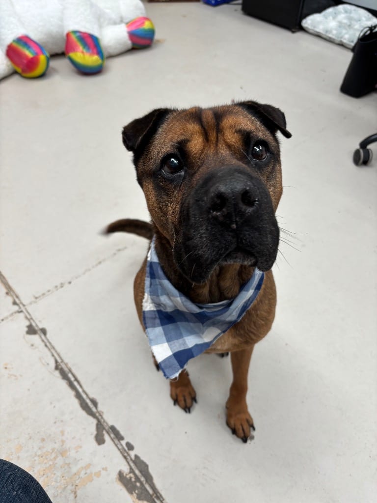 Photo of Harley, adoptable senior Shar Pei in Findlay, Ohio