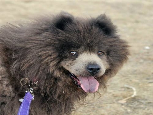 Photo of Chloe, adoptable senior Chow Chow in Fort Collins, Colorado