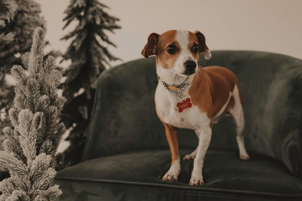 Photo of Hunter, adoptable senior Jack Russell Terrier in Henderson / Las Vegas, Nevada