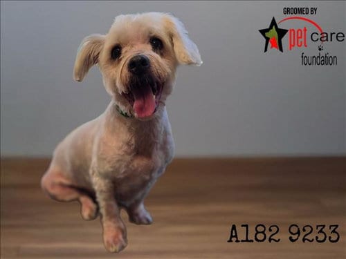 Photo of Snow, adoptable senior Poodle (Miniature) in Los Angeles, California