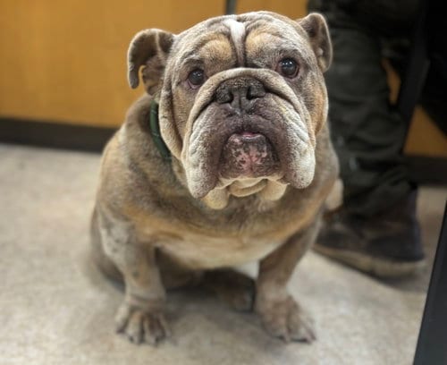 Photo of Clyde, adoptable senior English Bulldog in San Pedro, California