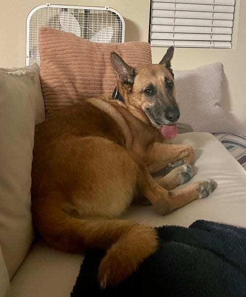 Photo of Grizzly, adoptable senior German Shepherd Dog in Dana Point, California