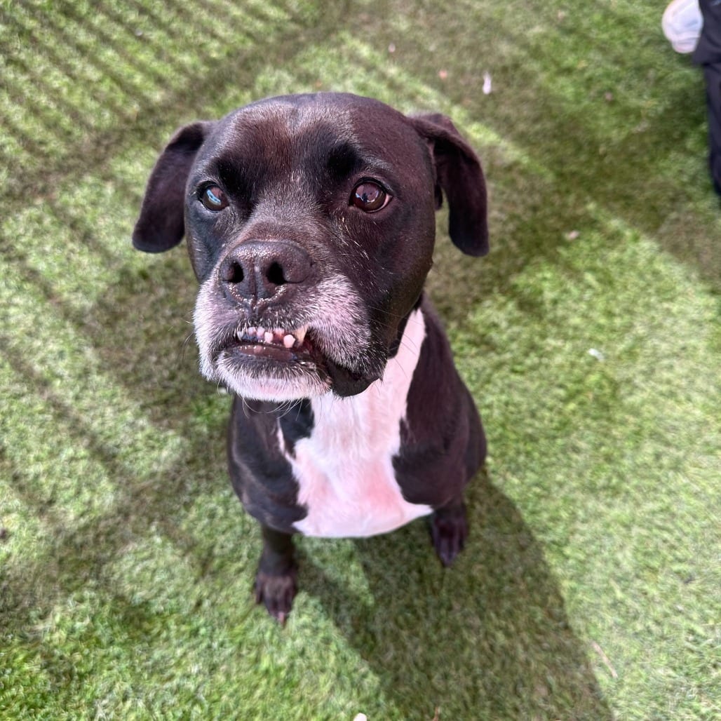 Photo of Gouda, adoptable senior Boxer / Mix in San Antonio, Texas