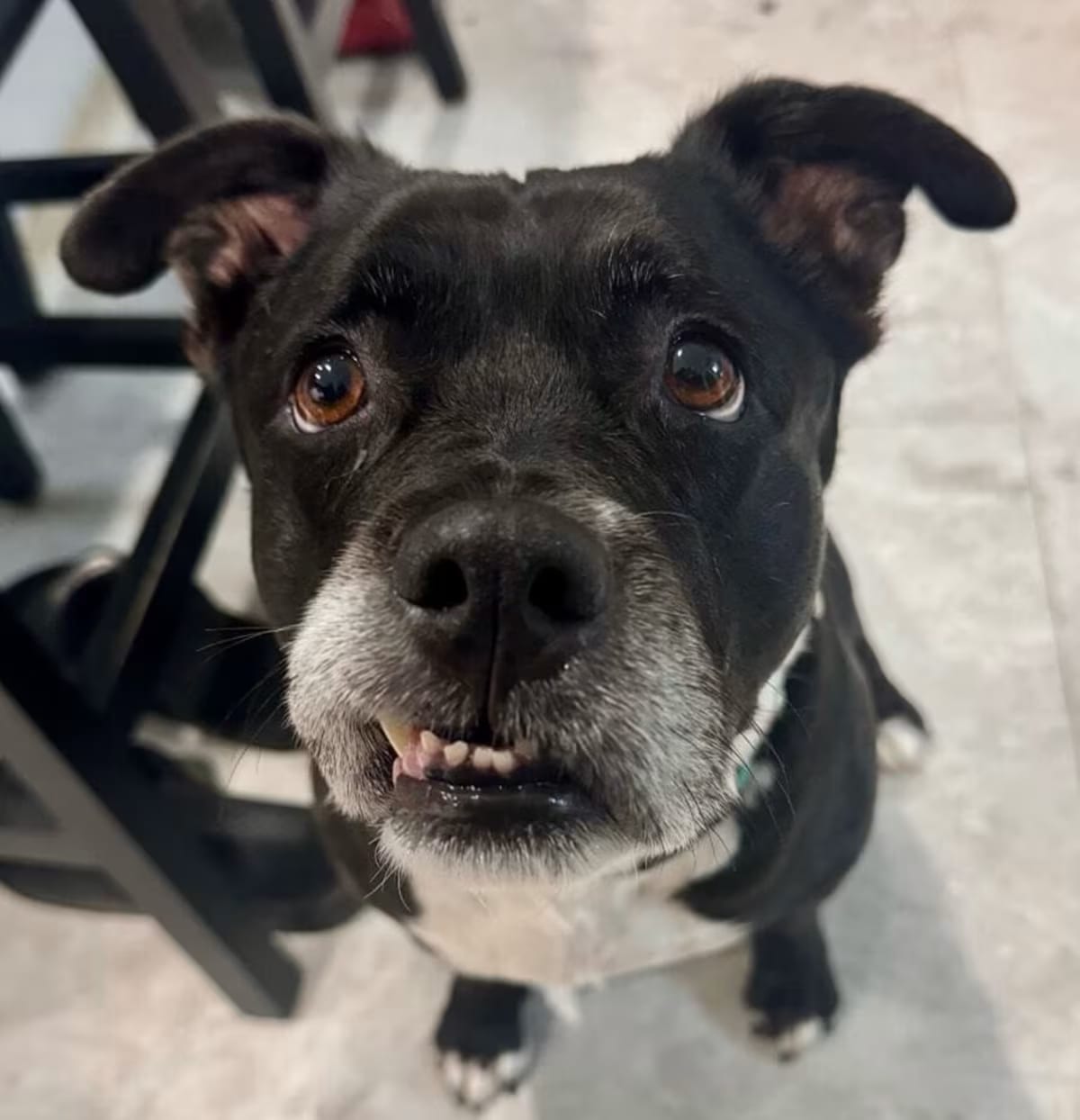 Photo of BellaRosa, adoptable senior Staffordshire Bull Terrier/Mixed Breed (Medium) in Franklinville, New Jersey