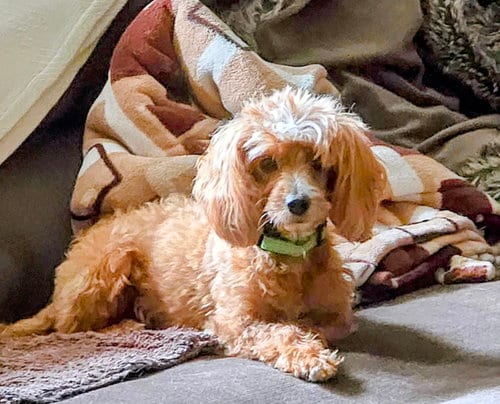 Photo of Lily, adoptable senior Cavalier King Charles Spaniel in Imperial, Missouri