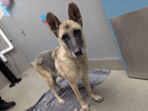 Photo of Lulu, adoptable senior German Shepherd Dog in Las Vegas, Nevada