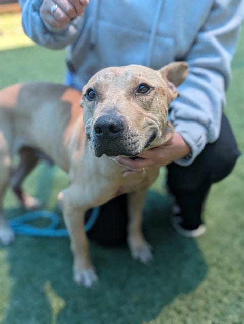 Photo of King, adoptable senior Pit Bull Terrier in Dallas, Texas