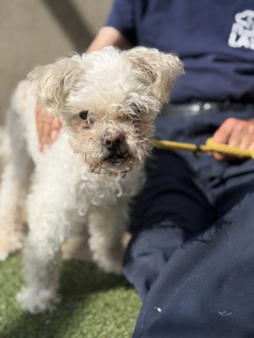 Photo of Mochi, adoptable senior Poodle (Miniature) in San Pedro, California