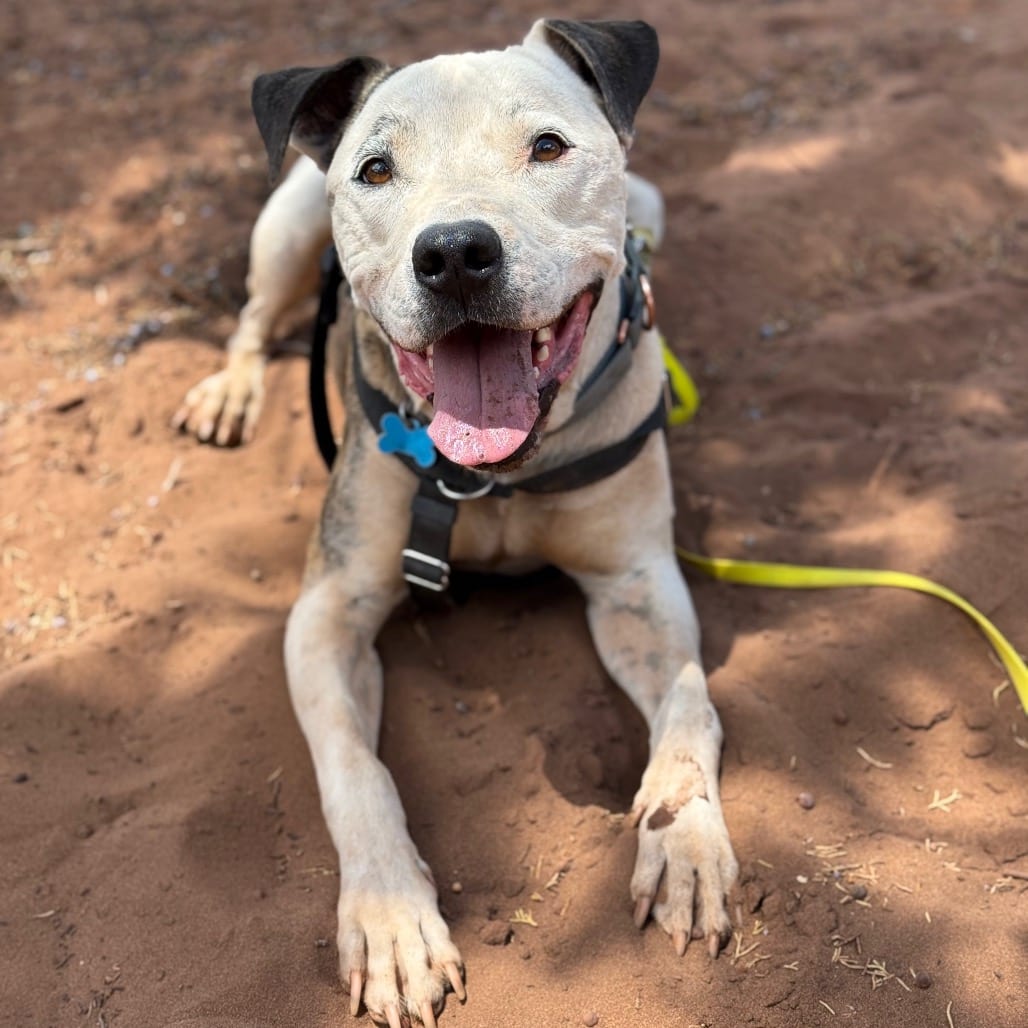 Photo of Rudy, adoptable senior Terrier, American Staffordshire in Kanab, Utah