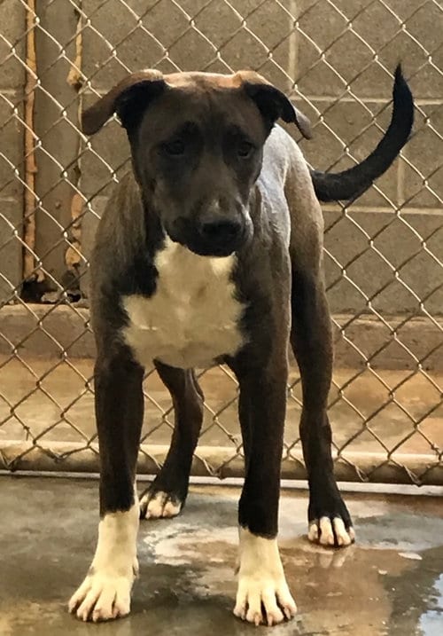 Ruffie, adoptable senior Labrador Retriever in Amarillo, TX