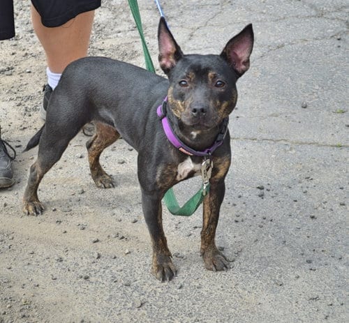 Sarah, adoptable senior Labrador Retriever in Livonia, MI