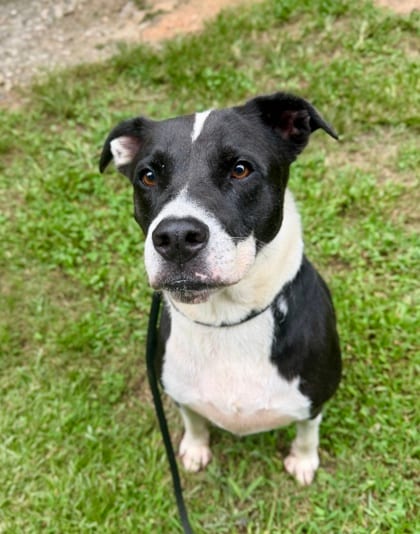 Photo of Ham Hock, adoptable senior dog in Chamblee, Georgia