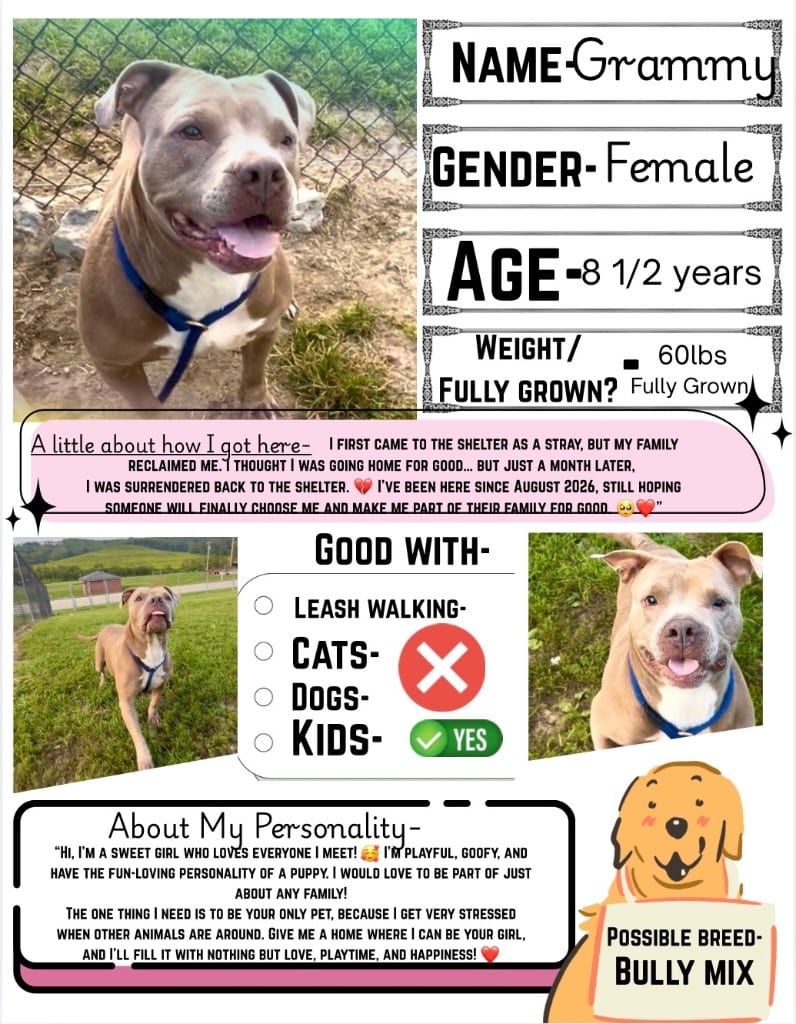 Photo of Grammy, adoptable senior Mixed Breed in New Cumberland, West Virginia