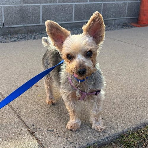 Photo of Lili, adoptable senior Yorkshire Terrier Yorkie in Boston, Massachusetts
