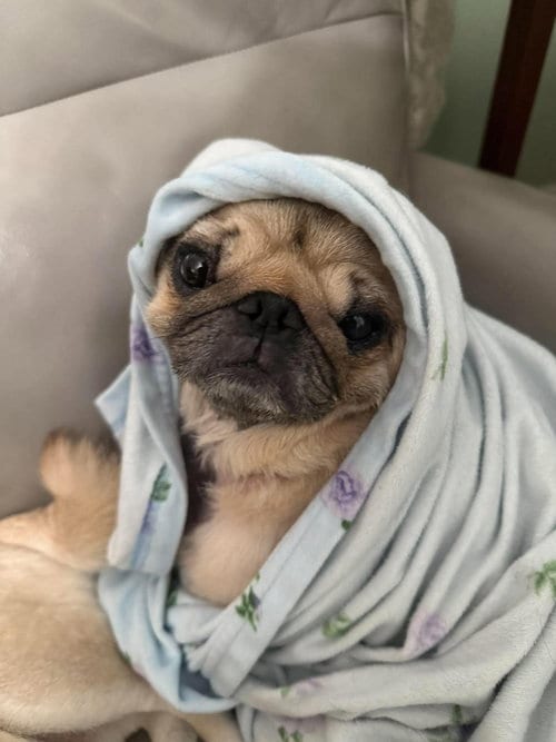 Photo of Figgy, adoptable senior Pug in Millis, Massachusetts