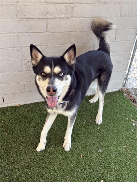 Photo of Loki, adoptable senior Siberian Husky in Castaic, California