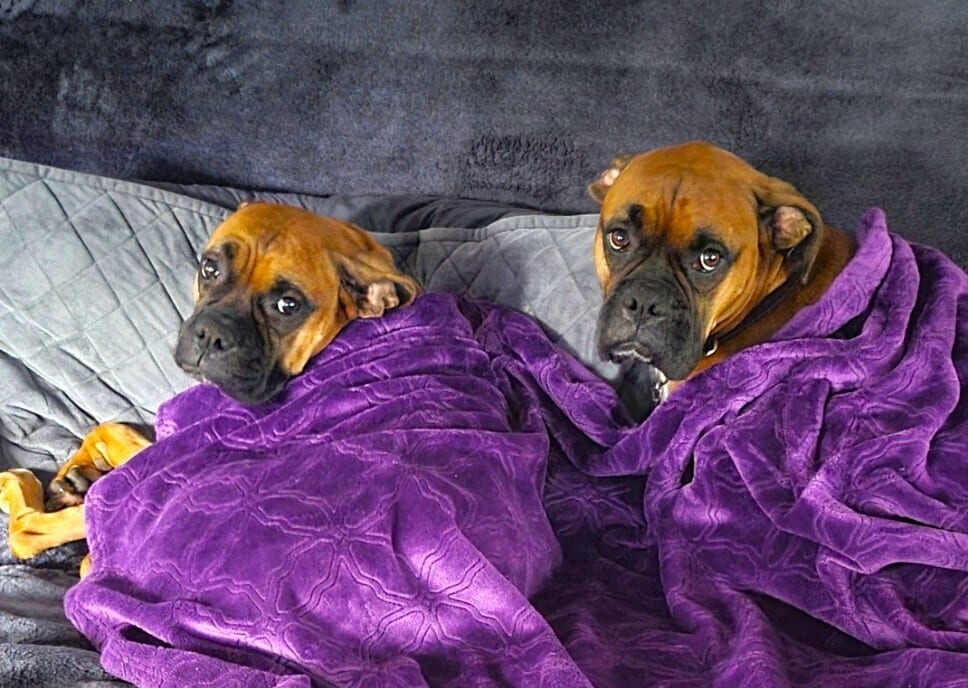 Photo of Linus, adoptable senior Boxer in Austin, Texas