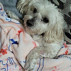 Photo of Ranger, adoptable senior Maltese in Va Beach, Virginia