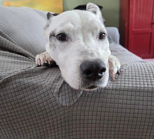 Photo of Mrs. Moose, adoptable senior Shepherd in Princeton, Minnesota