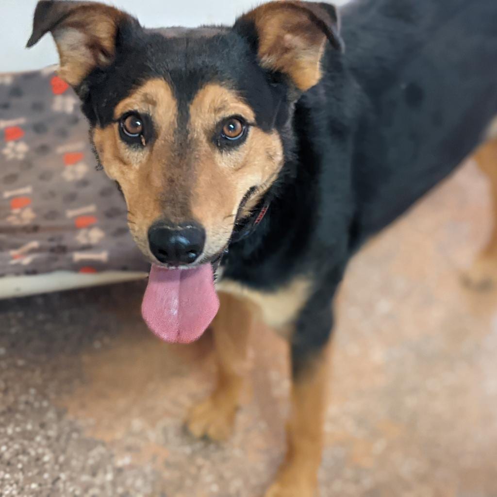 Photo of Oodoo, adoptable senior Shepherd / Mix in Kanab, Utah