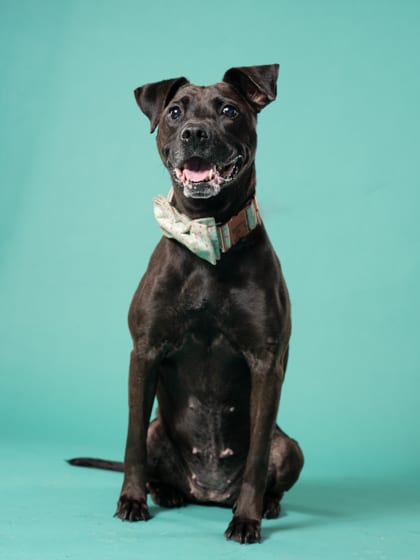 Photo of Bella, adoptable senior dog in Atlanta, Georgia