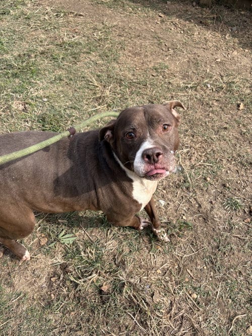Butkus, adoptable senior Bulldog in Jackson, MS