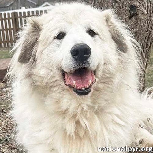 Jonas in PA - May Claim Your Lap For His Own!, adoptable senior Great Pyrenees in Beacon, NY