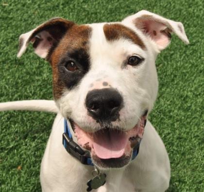 Photo of Pepper, adoptable senior Bulldog, American/Mix in Libertyville, Illinois