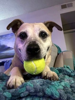 Photo of Tise, adoptable senior dog in Atlanta, Georgia