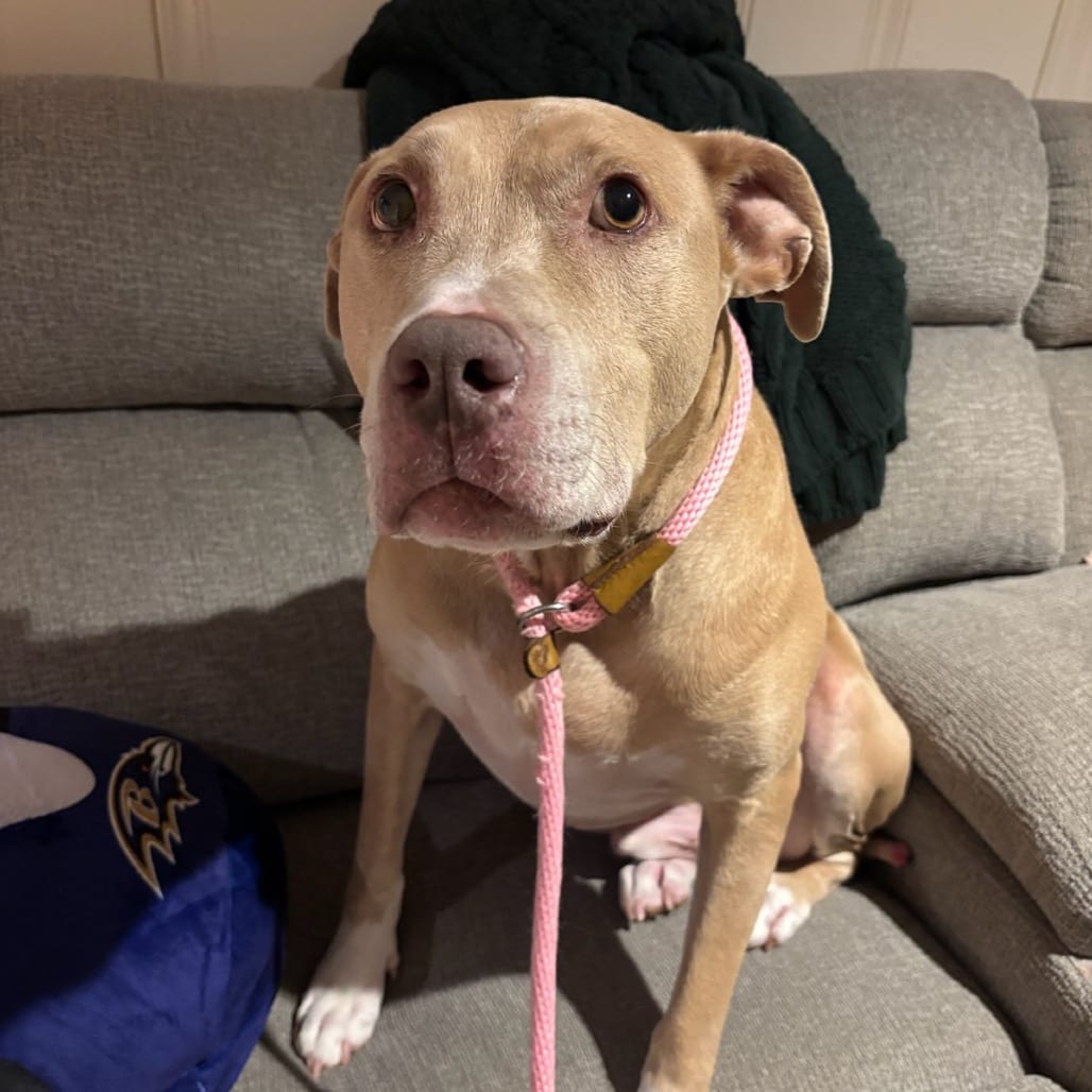 Photo of Silas, adoptable senior Terrier, Pit Bull / Retriever, Labrador in Maryland, Maryland