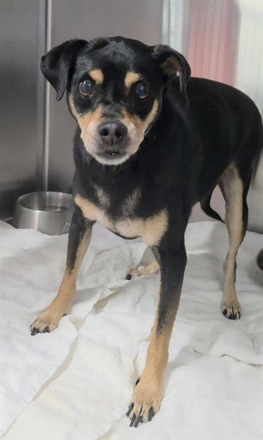 Photo of Hugo, adoptable senior Manchester Terrier in Fort Lauderdale, Florida