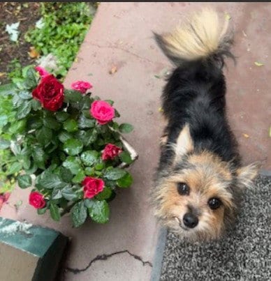 Photo of Sophia, adoptable senior Yorkshire Terrier Yorkie in Boston, Massachusetts