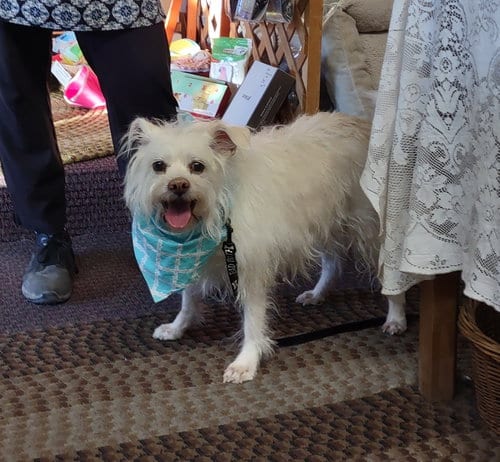 Photo of Charlie, adoptable senior Terrier in Golden Valley, Arizona