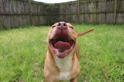 Winnie J, adoptable senior Staffordshire Bull Terrier in Jackson, MS
